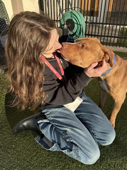 Enlarge Red, a Adoptable mixed breed in Wichita, KS image 2/3