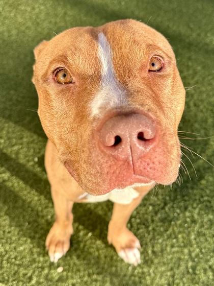 Enlarge Red, a Adoptable mixed breed in Wichita, KS image 3/3