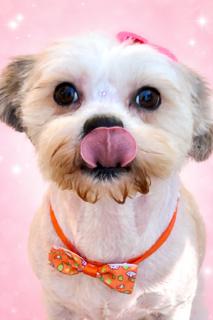 Enlarge Bessie, an adopted mixed breed in Ladson, SC image 3/3