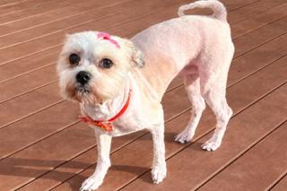 Enlarge Bessie, an adopted mixed breed in Ladson, SC image 2/3