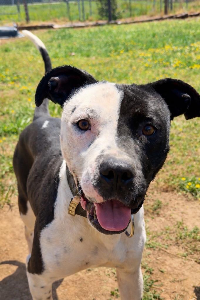 Baby Girl -Available for Adoption, Adoptable, Young Female Pit Bull Terrier & Mixed Breed.