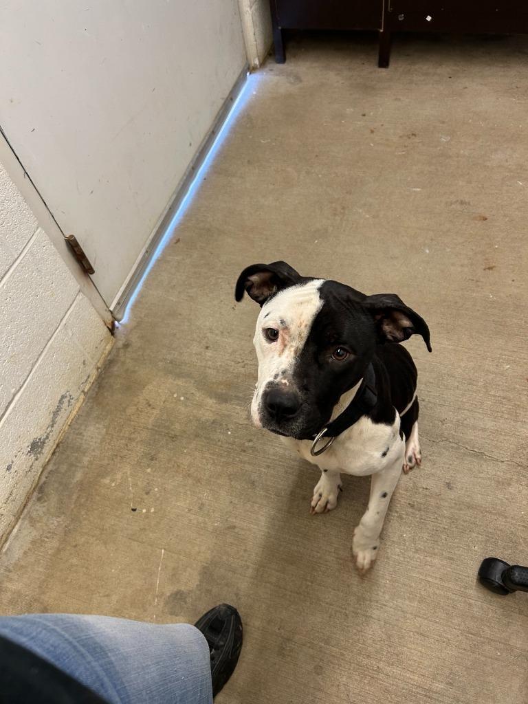 Enlarge Baby Girl -Available for Adoption, a Adoptable mixed breed in Chickamauga , GA image 2/4