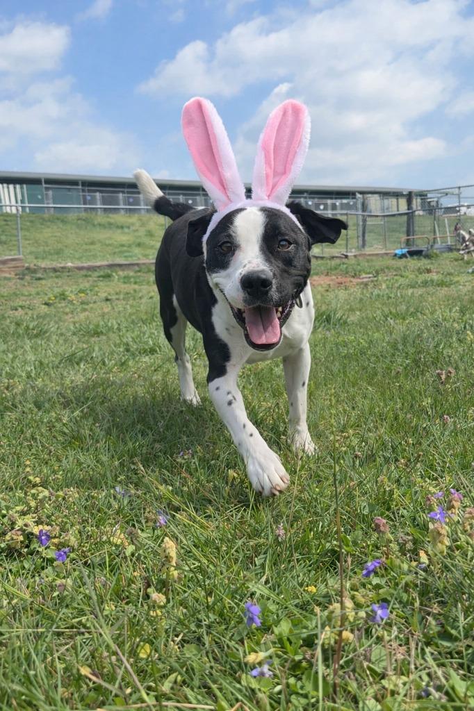 Enlarge Baby Girl -Available for Adoption, a Adoptable mixed breed in Chickamauga , GA image 3/4