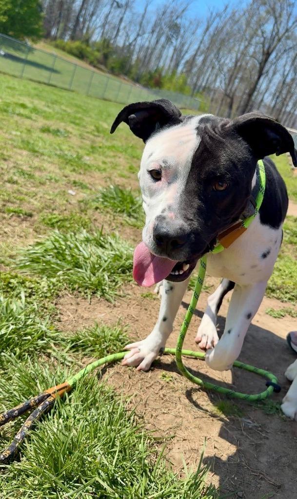 Enlarge Baby Girl -Available for Adoption, a Adoptable mixed breed in Chickamauga , GA image 4/4