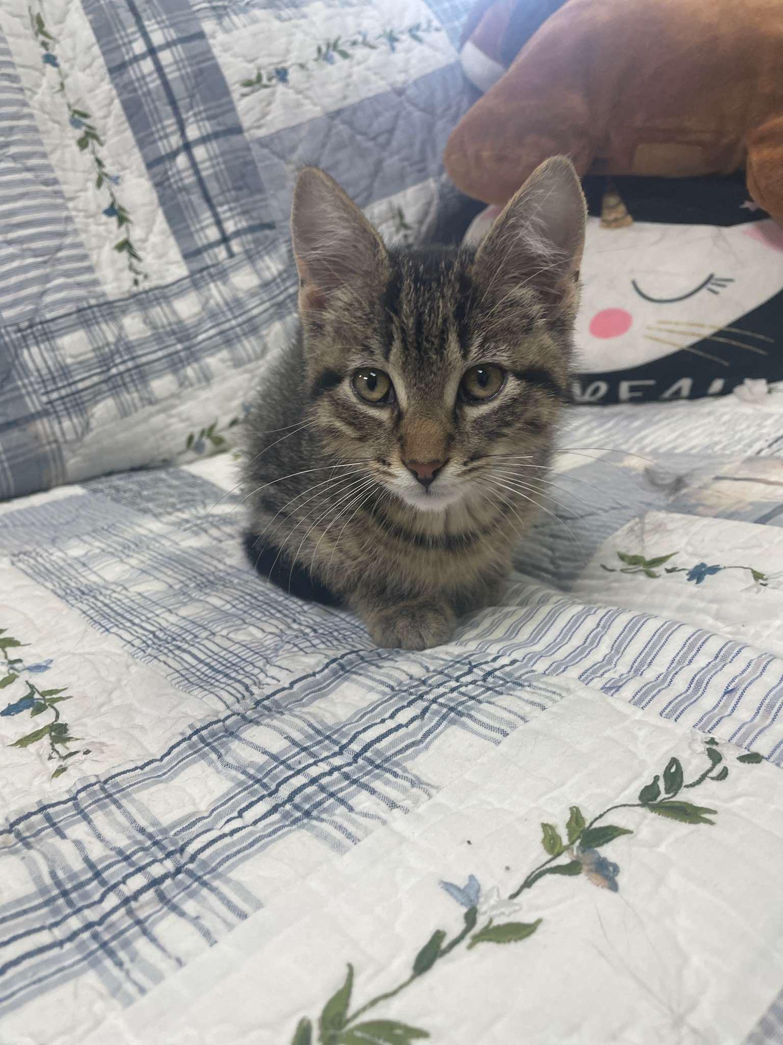 Enlarge Robert, an adopted Domestic Short Hair in Neillsville, WI image 1/5