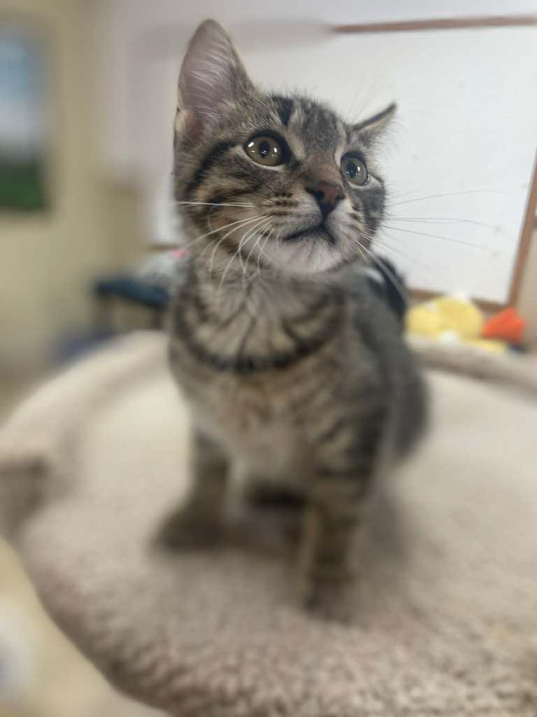 Enlarge Robert, an adopted Domestic Short Hair in Neillsville, WI image 4/5