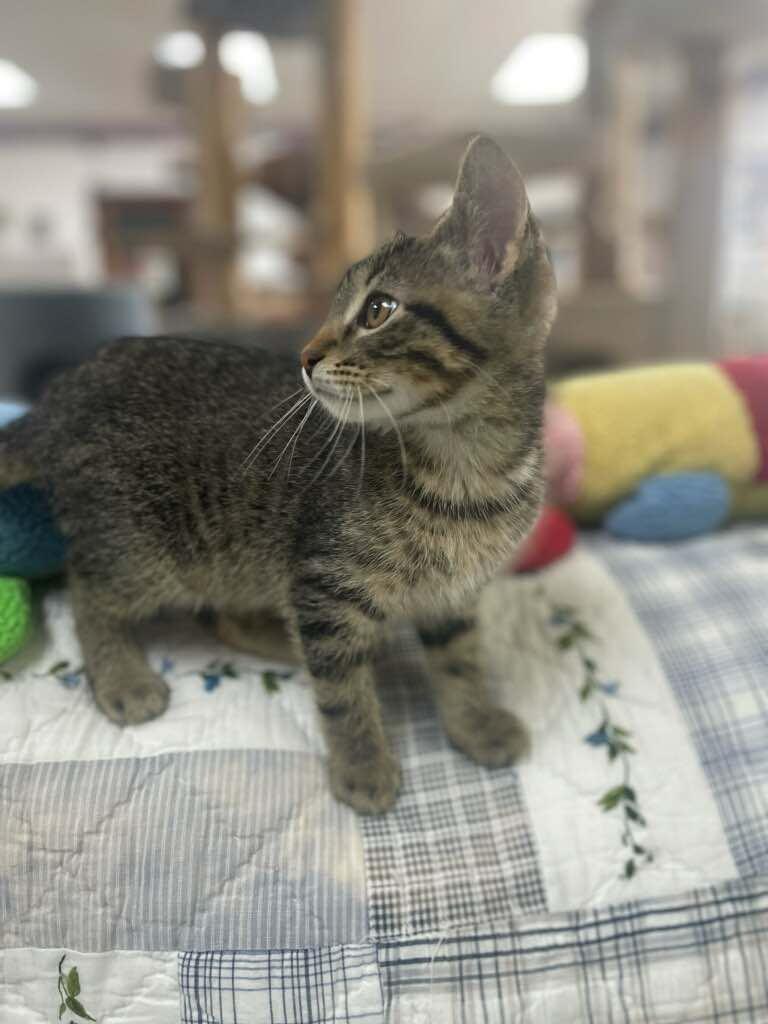 Enlarge Robert, an adopted Domestic Short Hair in Neillsville, WI image 3/5