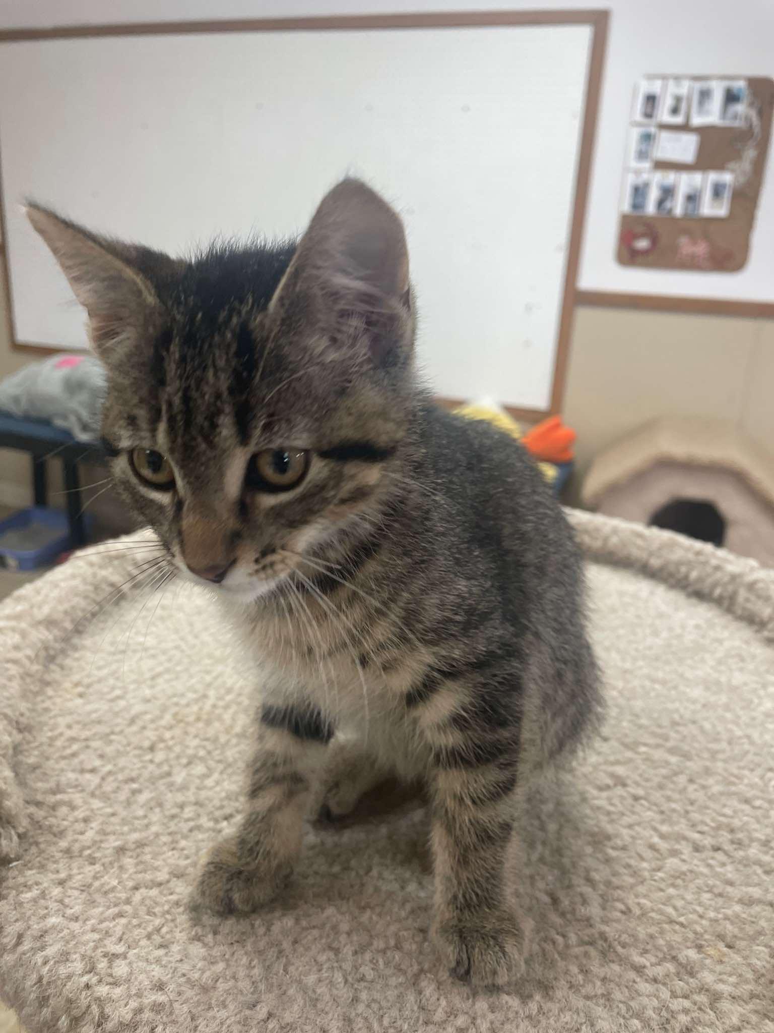 Enlarge Robert, an adopted Domestic Short Hair in Neillsville, WI image 2/5