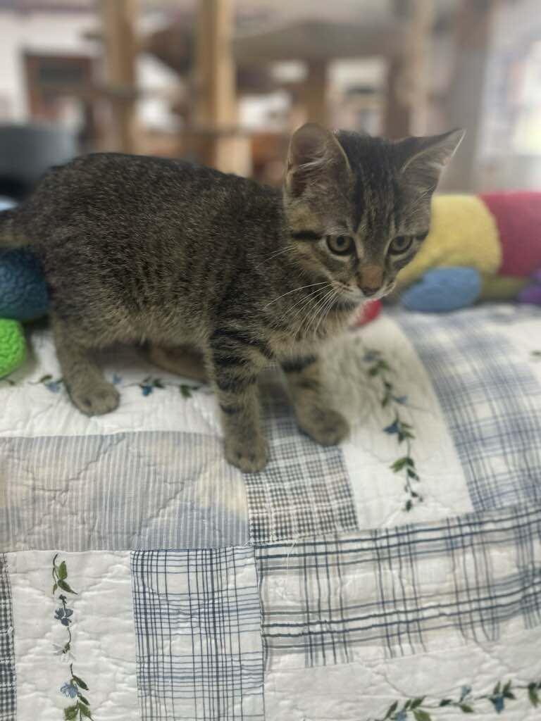 Enlarge Robert, an adopted Domestic Short Hair in Neillsville, WI image 5/5