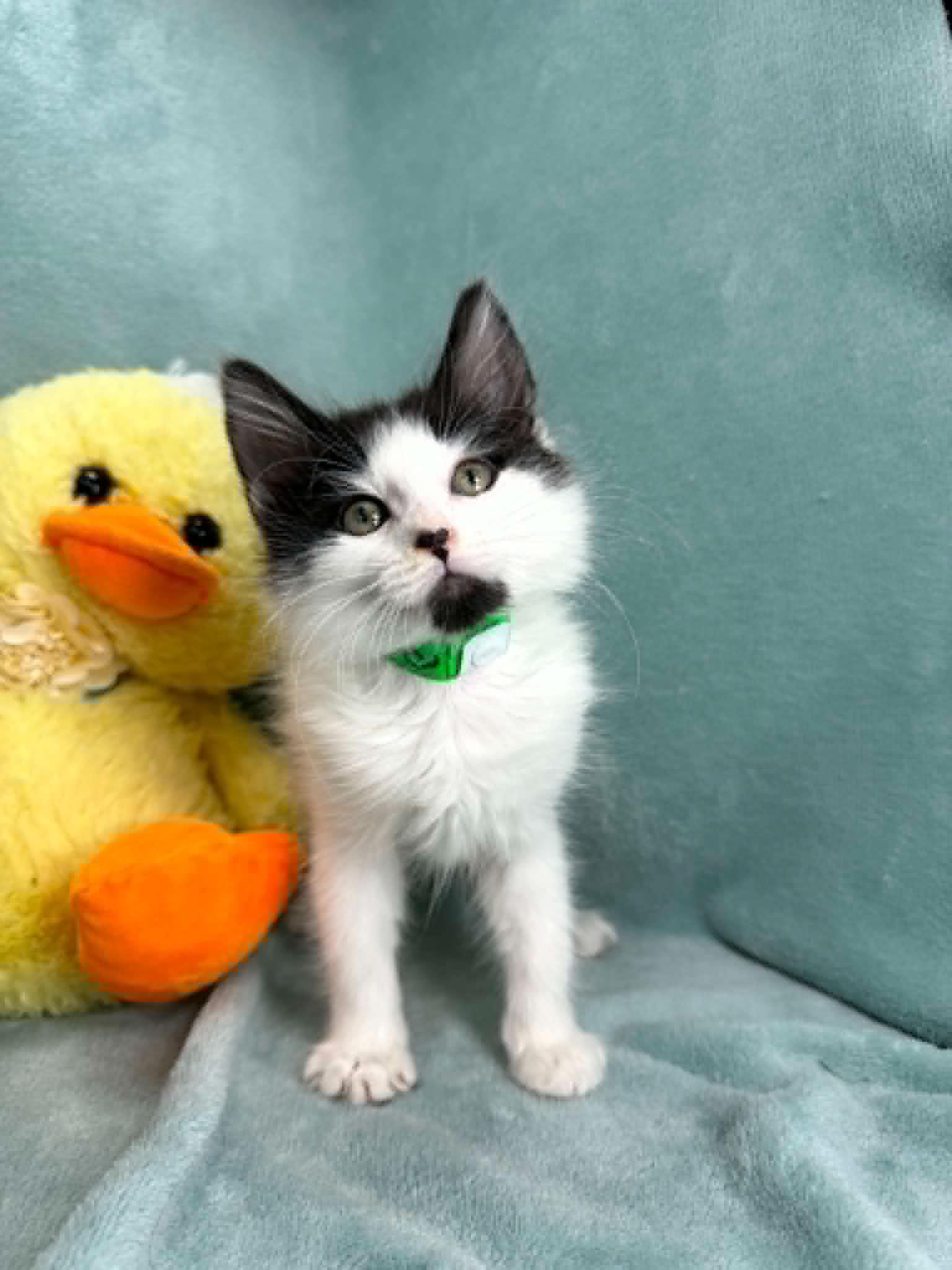 Pablo, Adoptable, Young Male Domestic Short Hair.