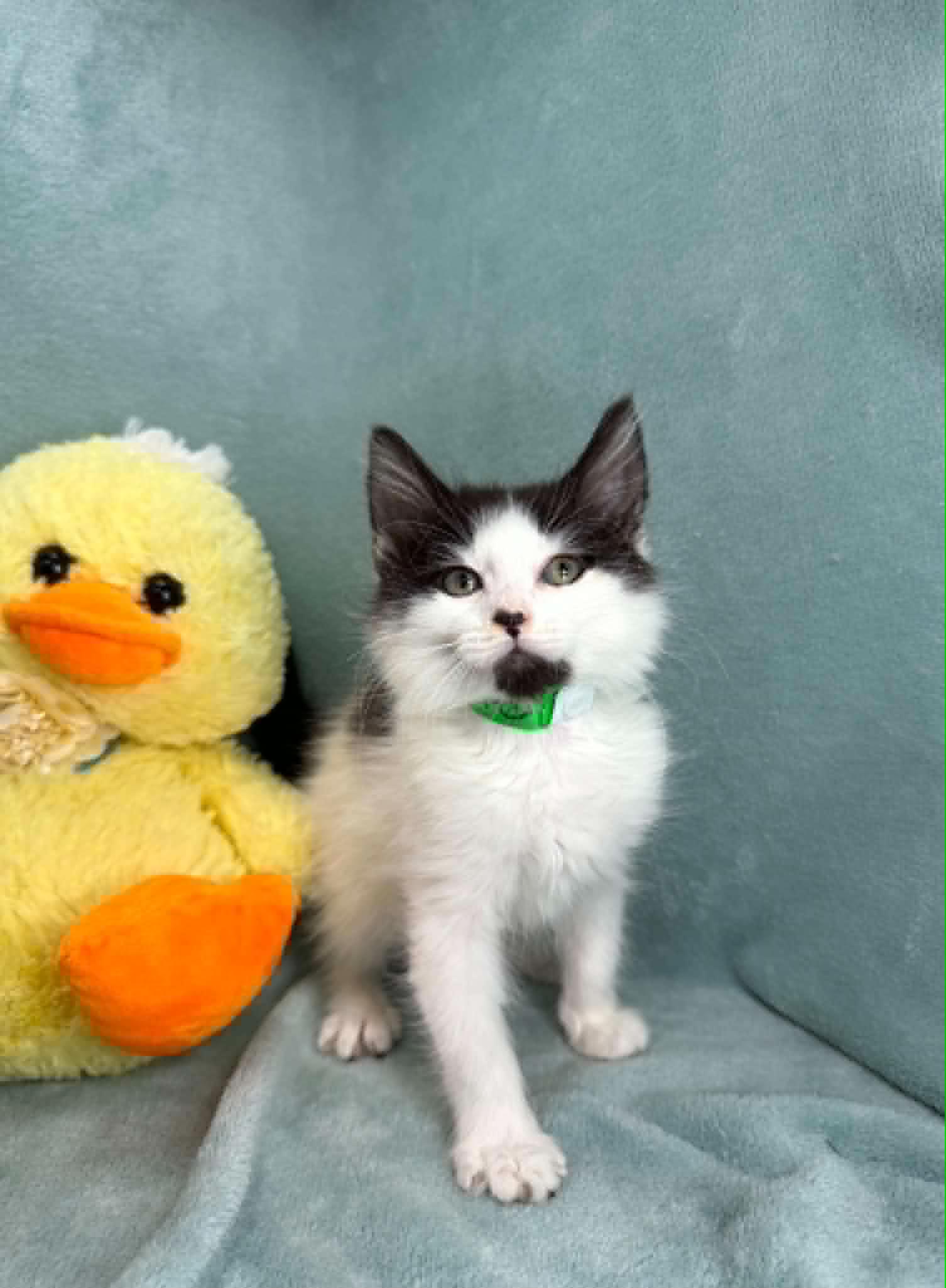 Enlarge Pablo, a Adoptable Domestic Short Hair in Tavares, FL image 2/2