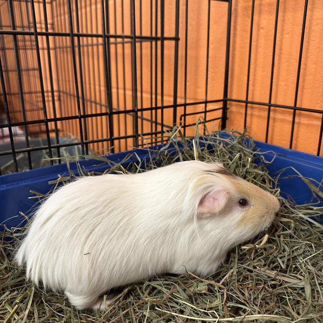Bingo, Adoptable, Young Male Peruvian.