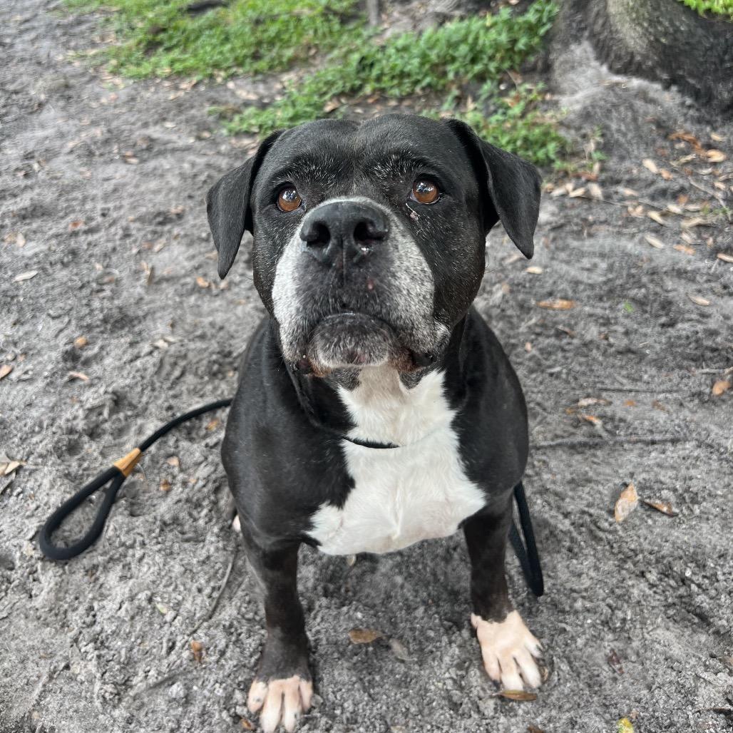 Enlarge Sasha, a Adoptable Mixed Breed in Port Charlotte, FL image 1/6