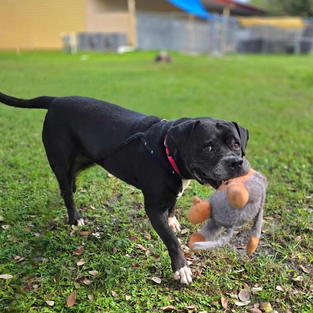 Enlarge Sasha, a Adoptable Mixed Breed in Port Charlotte, FL image 5/6