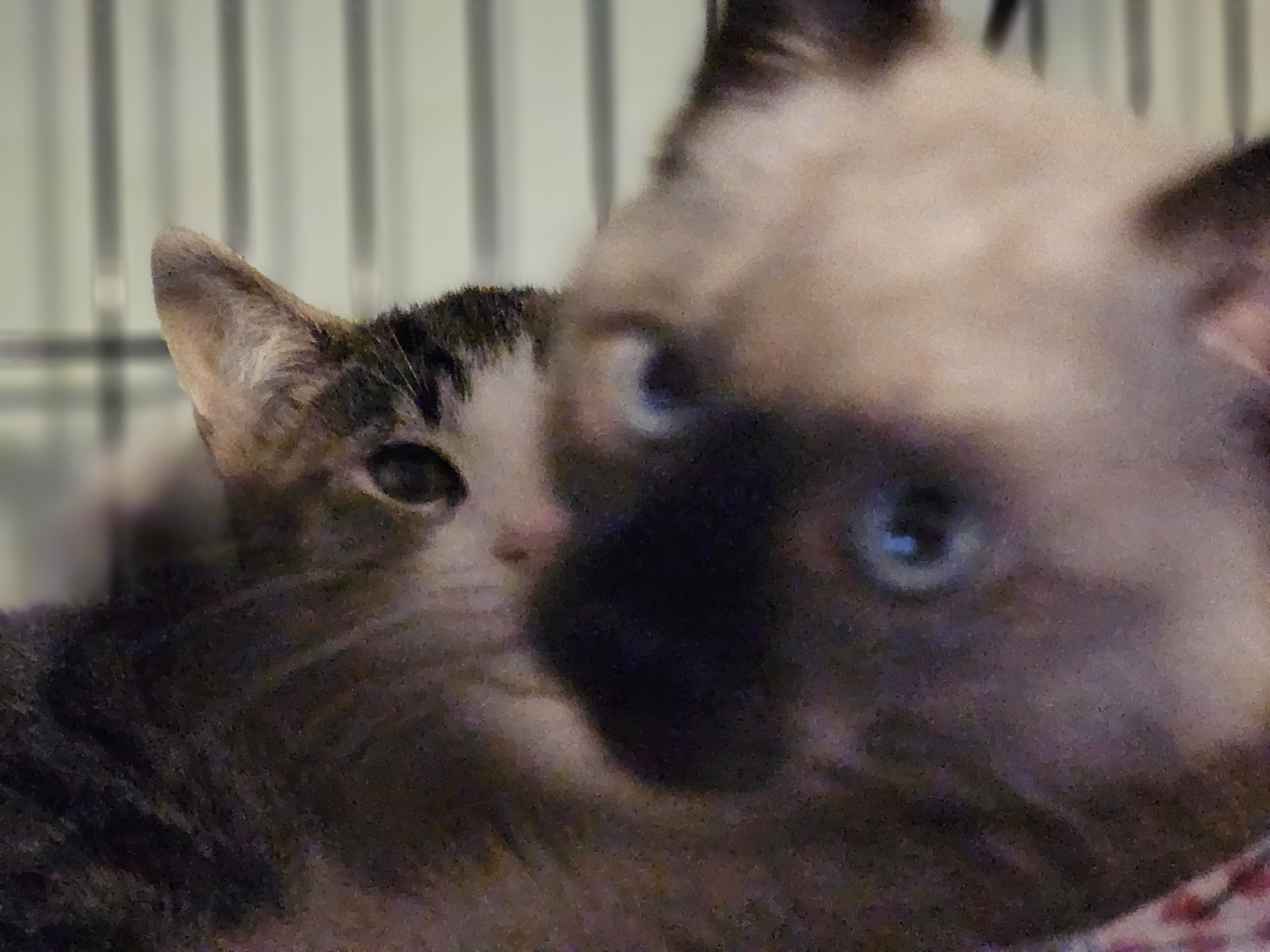 Chilli & Marshmallow