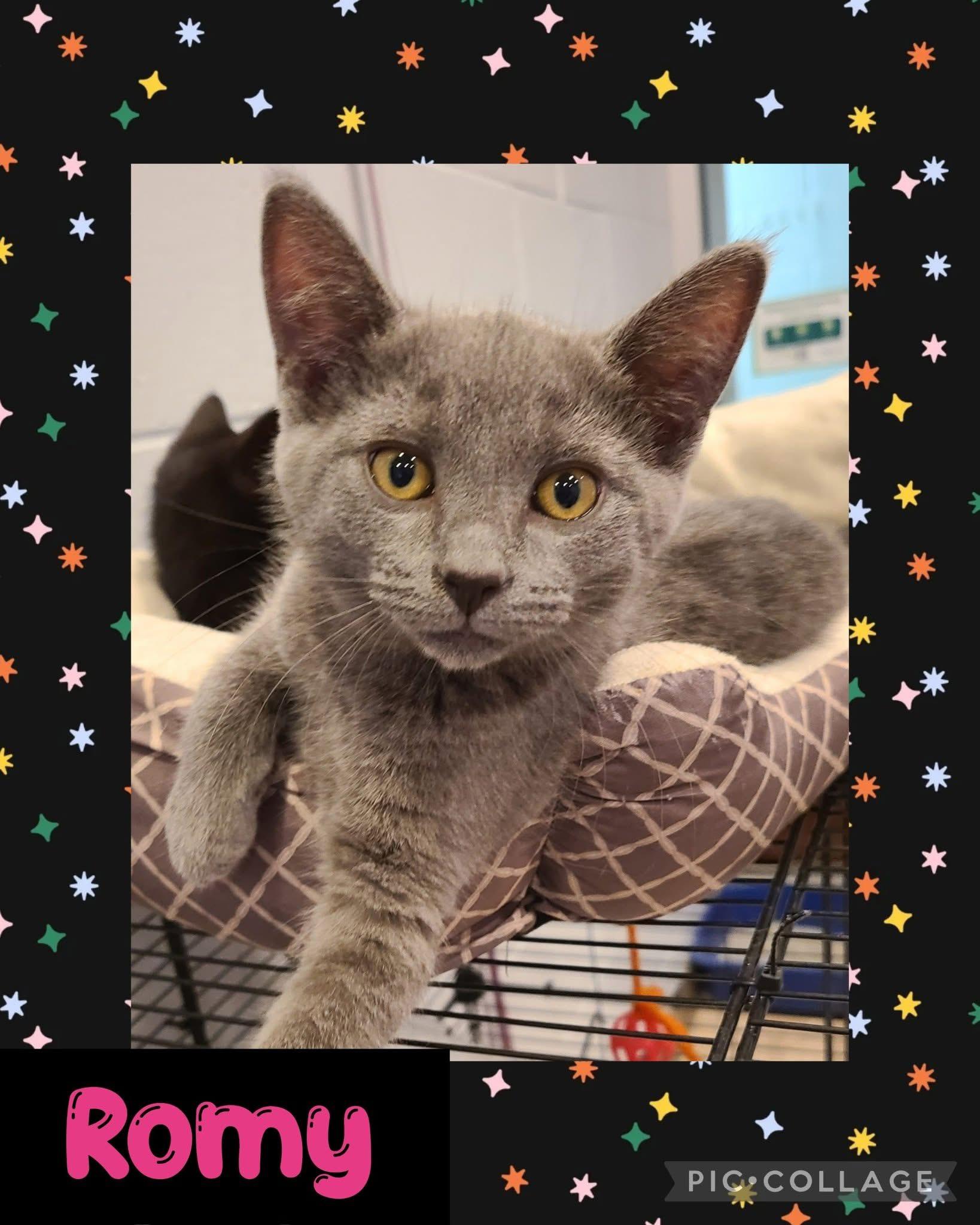 Romy, an adoptable Domestic Short Hair in Iron River, MI, 49935 | Photo Image 1