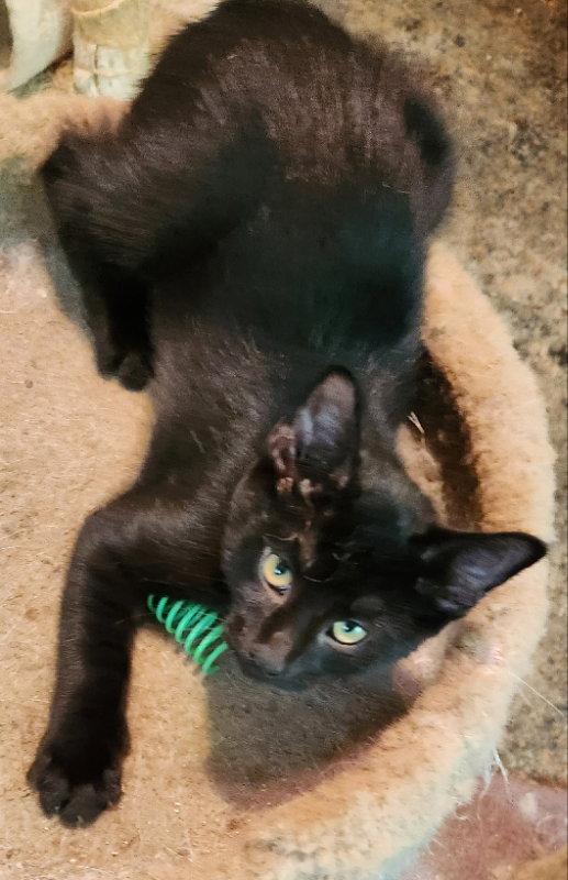 Izod, Adopted, Kitten Male Domestic Short Hair.