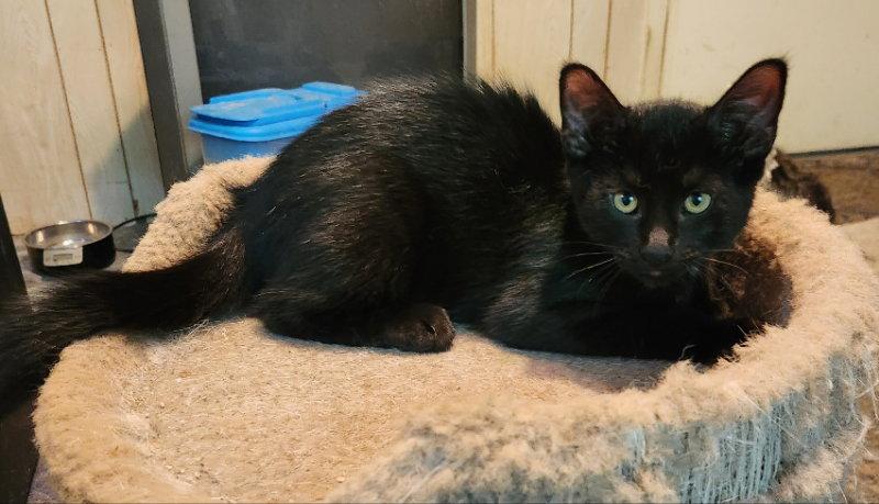 Enlarge Izod, a Adopted Domestic Short Hair in Pineville, LA image 2/3