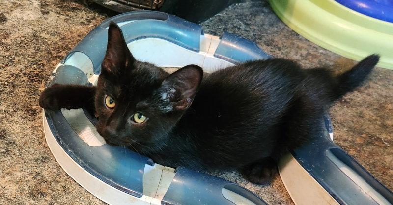 Enlarge Izod, a Adopted Domestic Short Hair in Pineville, LA image 3/3