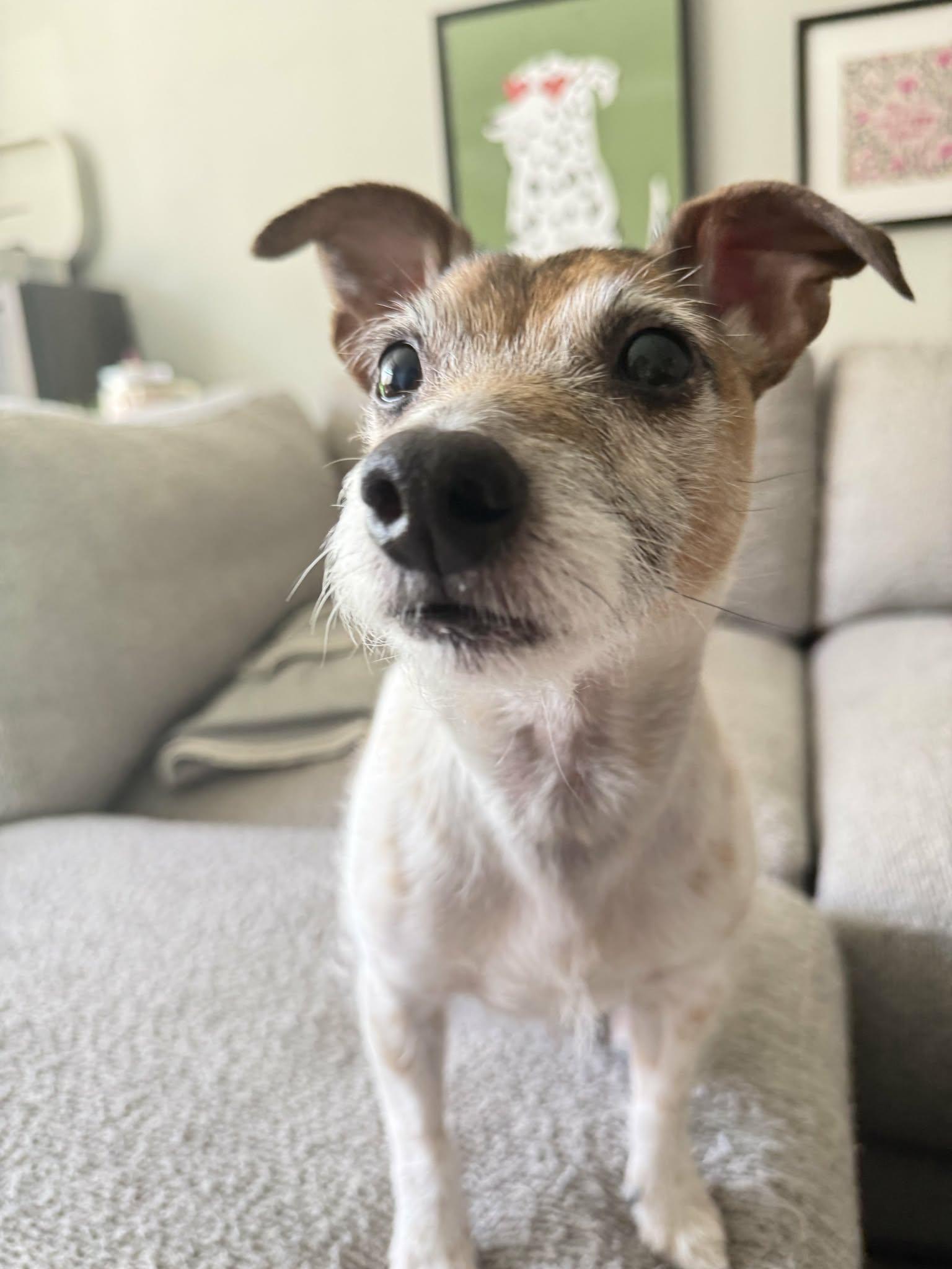 Enlarge Greg, an adopted Jack Russell Terrier in Shirley, NY image 2/6