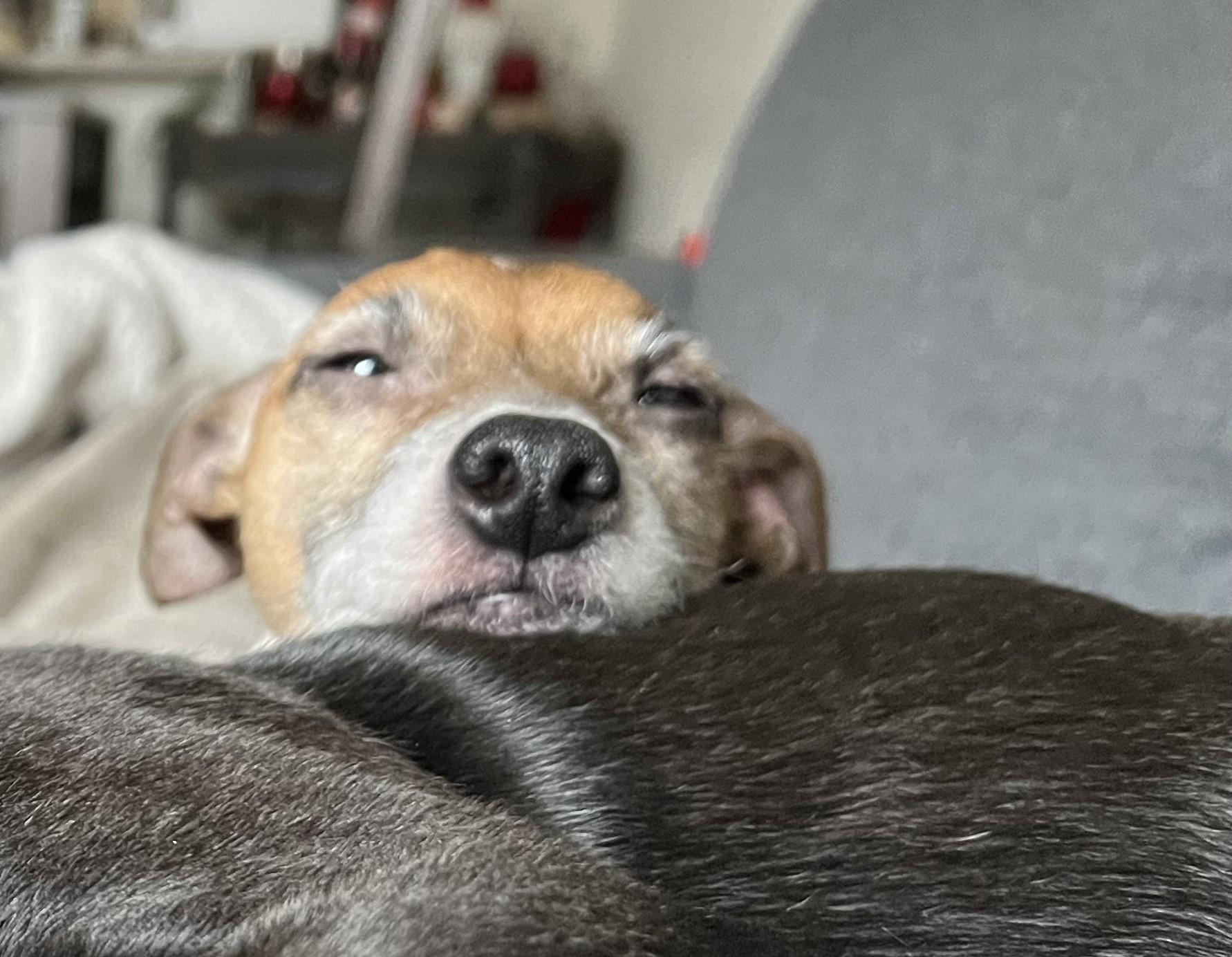 Enlarge Greg, an adopted Jack Russell Terrier in Shirley, NY image 5/6