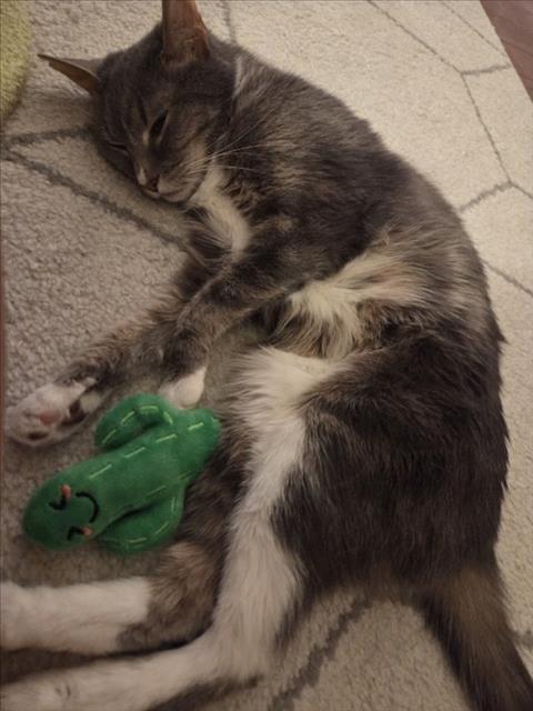 Enlarge THUNDER CAT, a Adoptable Domestic Short Hair in Derwood, MD image 1/1