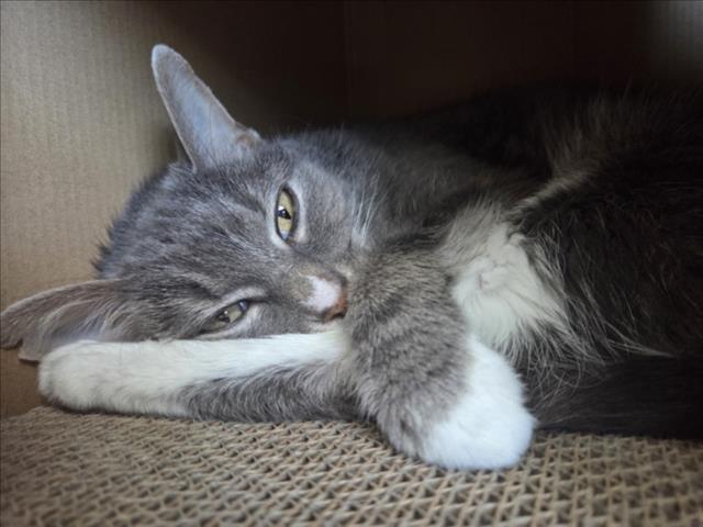 Enlarge THUNDER CAT, a Adoptable Domestic Short Hair in Derwood, MD image 1/1