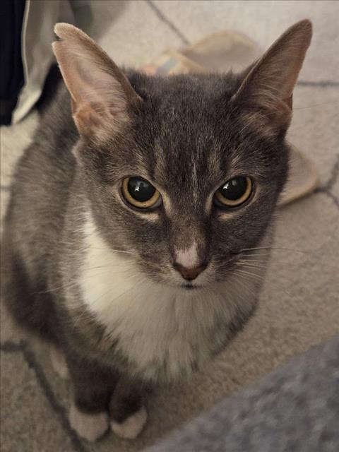 THUNDER CAT, Adoptable, Adult Female Domestic Short Hair.