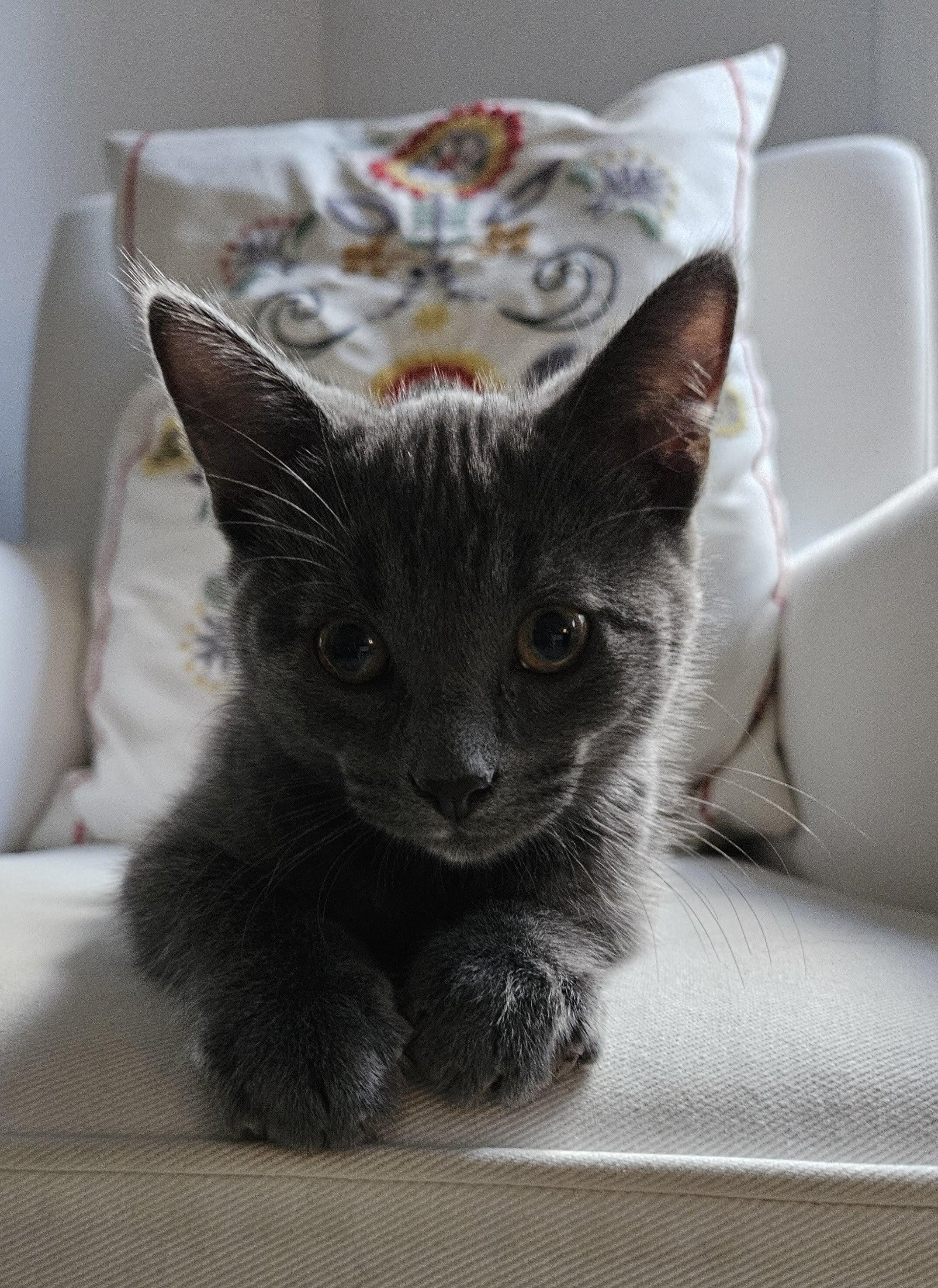 Toby, ADOPTABLE, Kitten Male Domestic Short Hair.