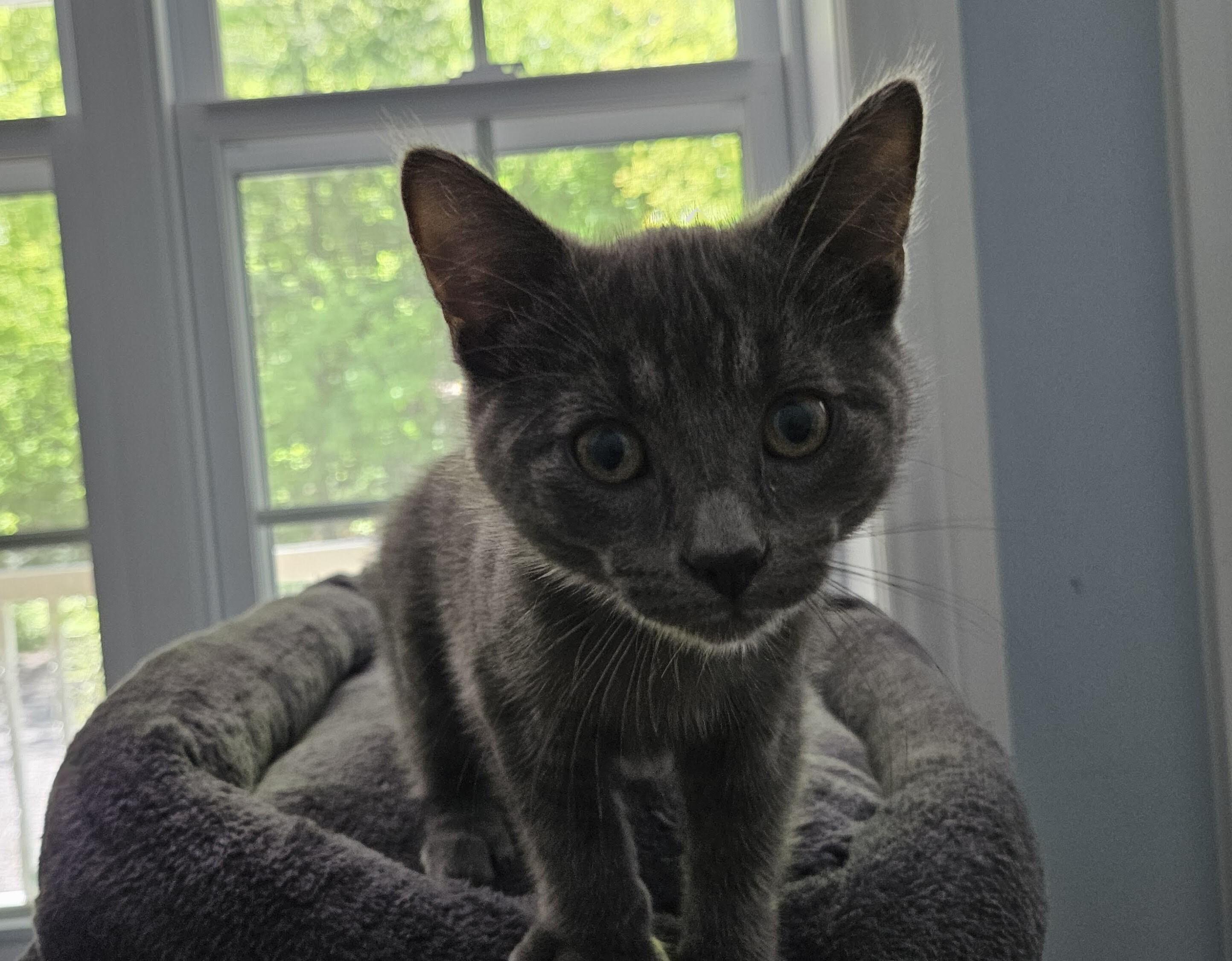 Enlarge Toby, a ADOPTABLE Domestic Short Hair in Wakefield, QC image 2/3