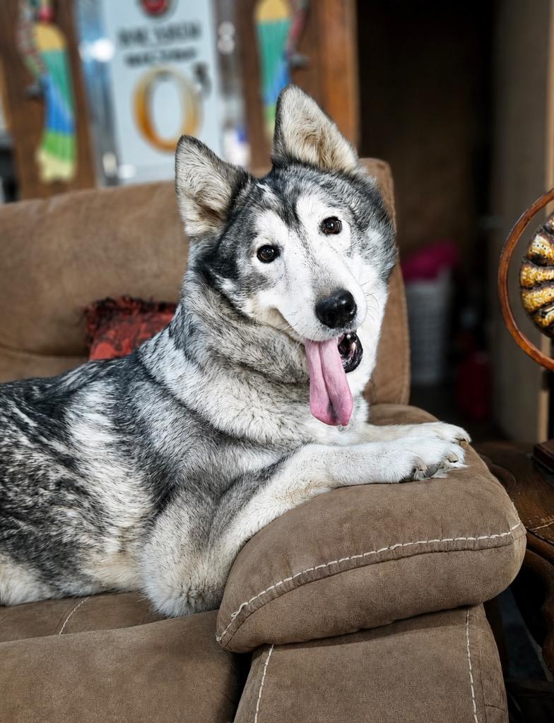 Enlarge Cindy Lou, a Adoptable mixed breed in Princeton, MA image 1/5