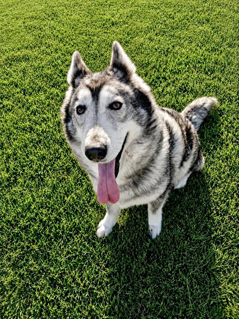 Enlarge Cindy Lou, a Adoptable mixed breed in Princeton, MA image 4/5