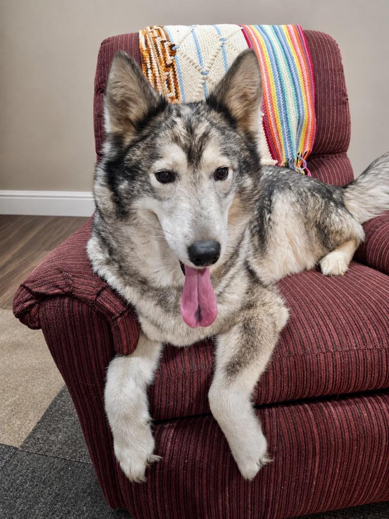 Enlarge Cindy Lou, a Adoptable mixed breed in Princeton, MA image 5/5