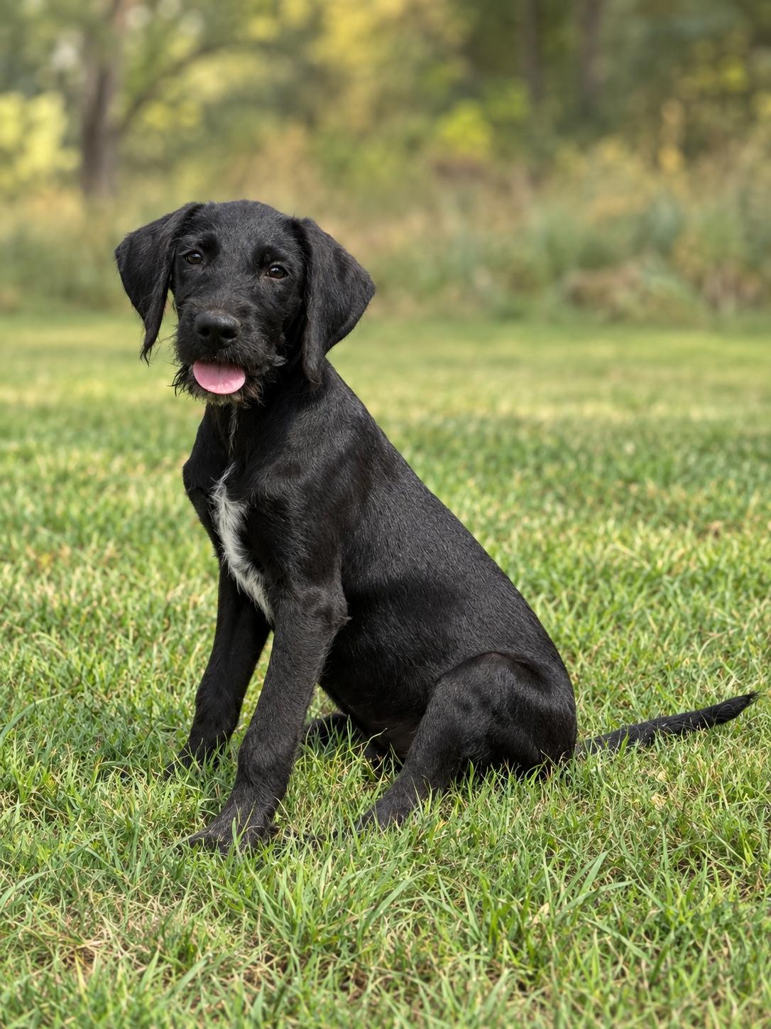Connor, Adoptable, Young Male Labrador Retriever & Poodle.