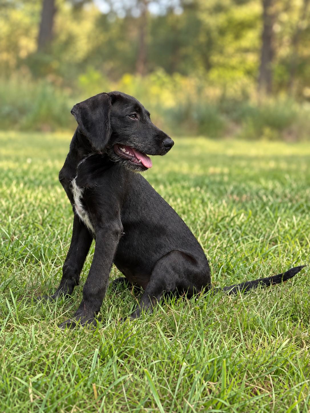 Enlarge Connor, a Adoptable mixed breed in Helotes, TX image 2/2