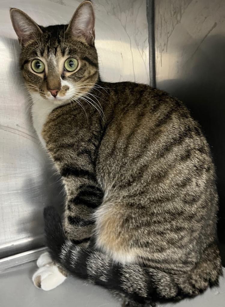 Enlarge Greta, a Adoptable mixed breed in Little Rock, AR image 1/1