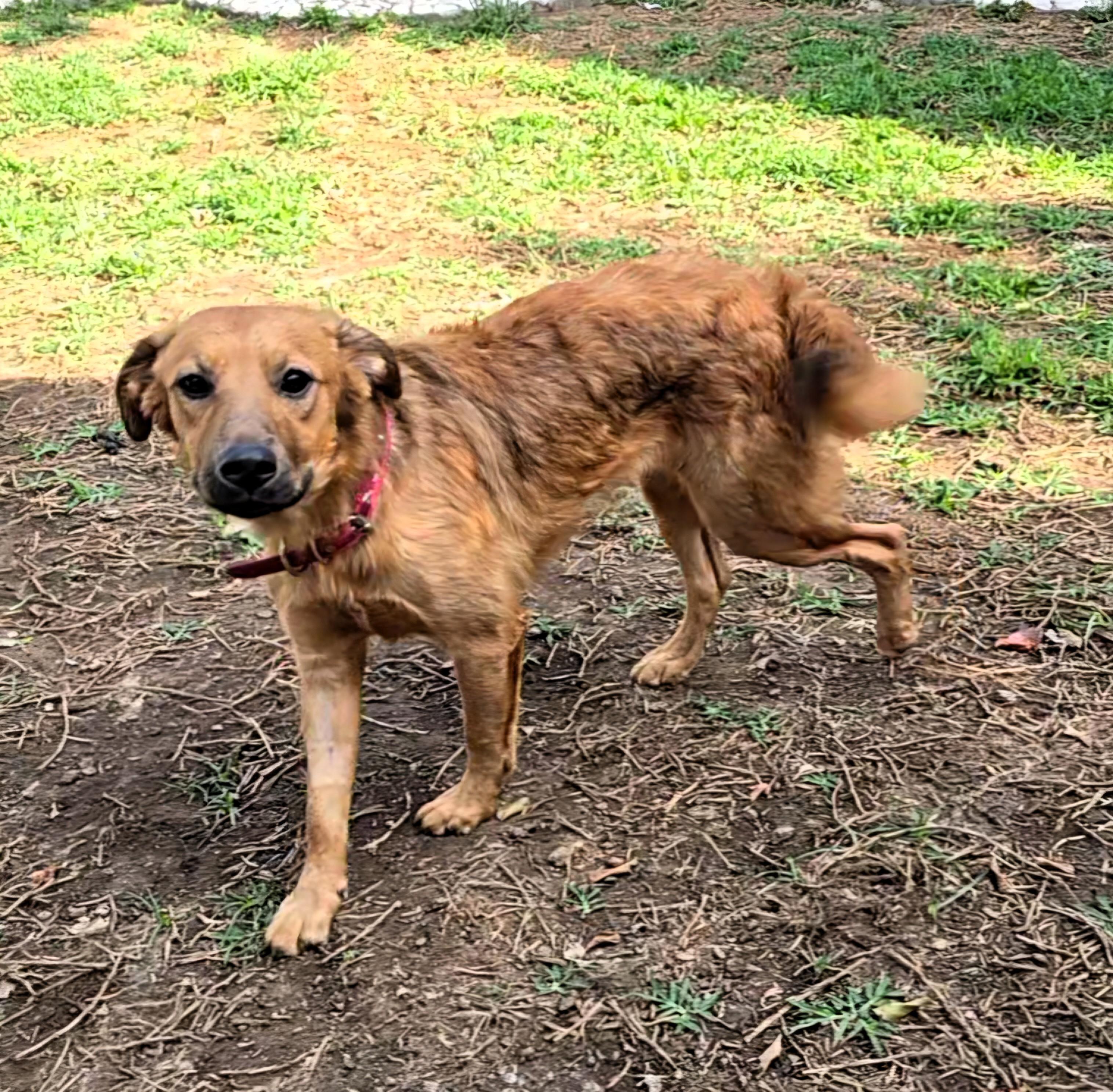 Enlarge Lani, an adopted Golden Retriever in San Francisco, CA image 3/4