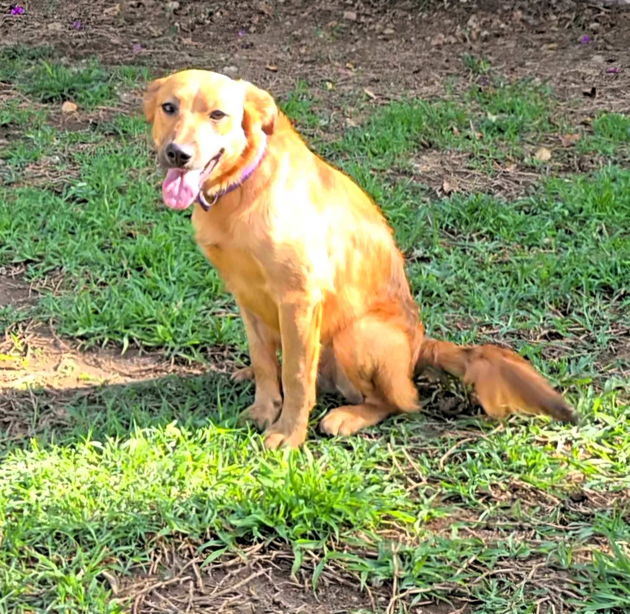 Enlarge Lani, an adopted Golden Retriever in San Francisco, CA image 4/4
