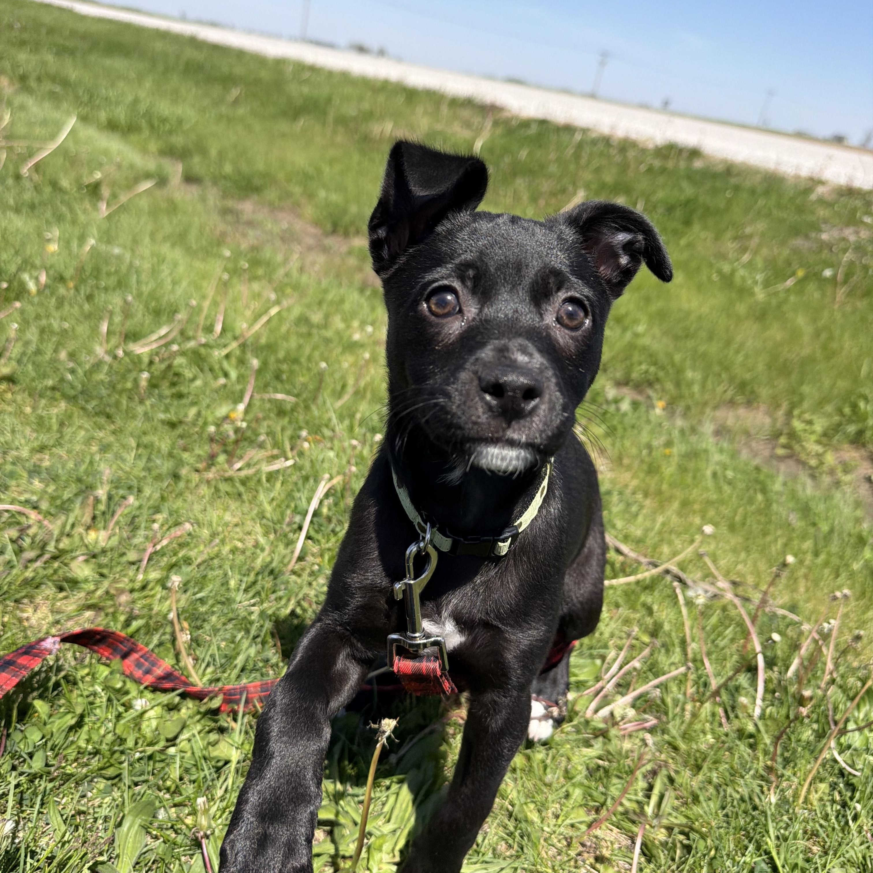 Enlarge April, a ADOPTABLE mixed breed in Clinton, IL image 3/4