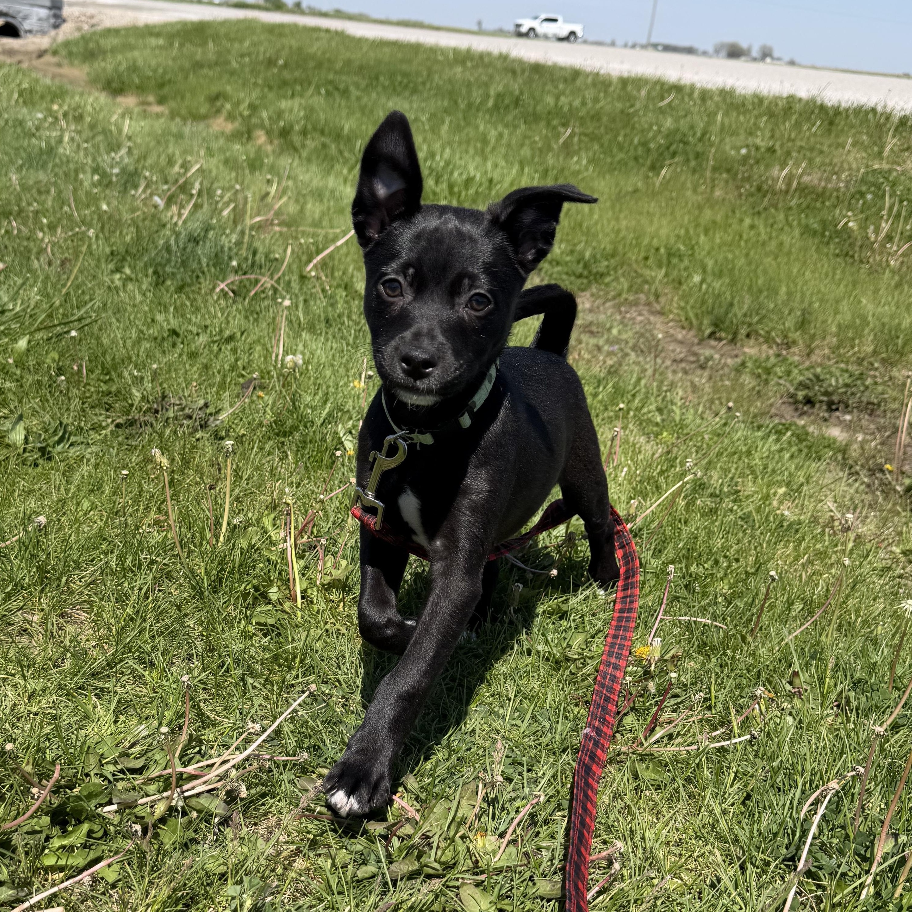 Enlarge April, a ADOPTABLE mixed breed in Clinton, IL image 2/4