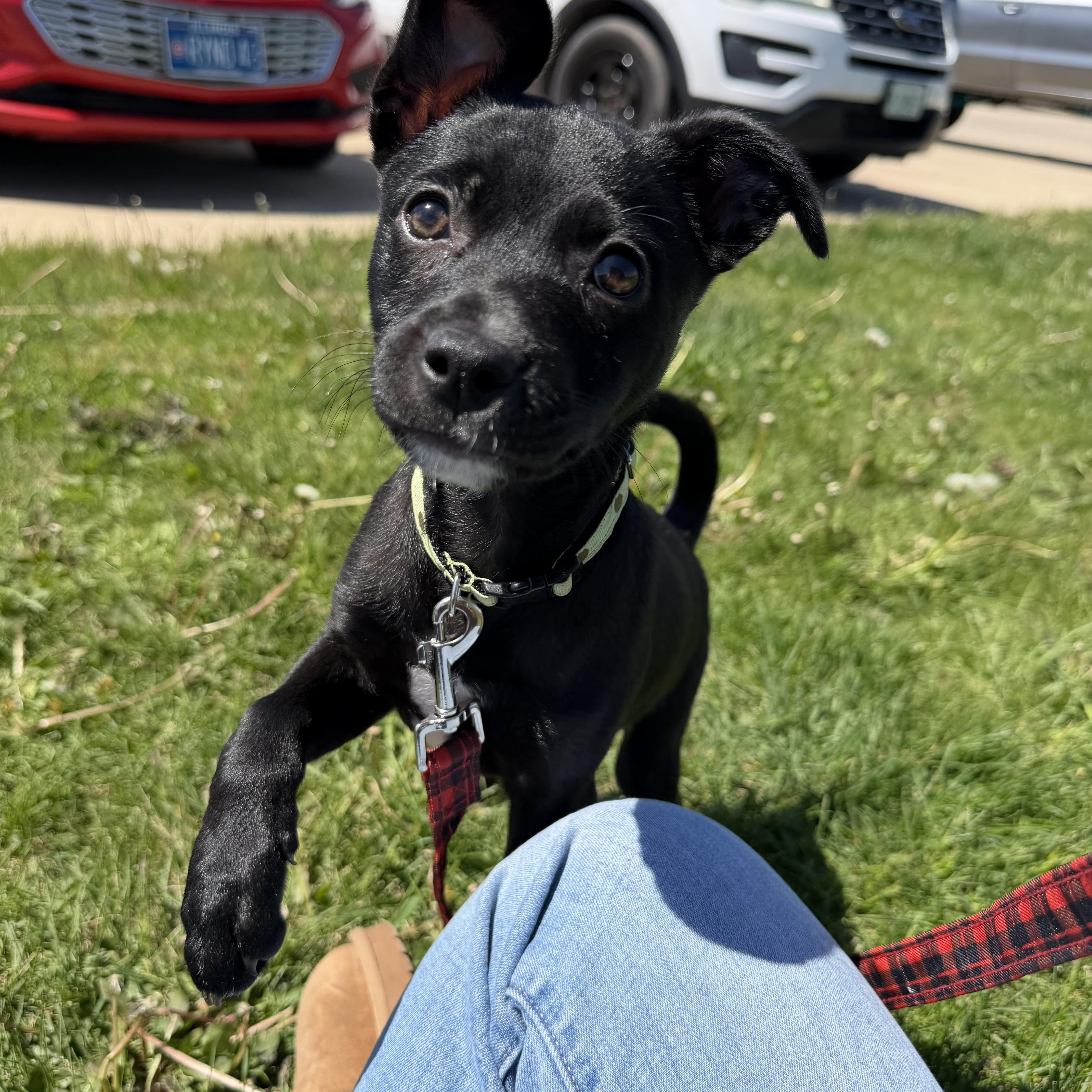 April, ADOPTABLE, Puppy Female Terrier.