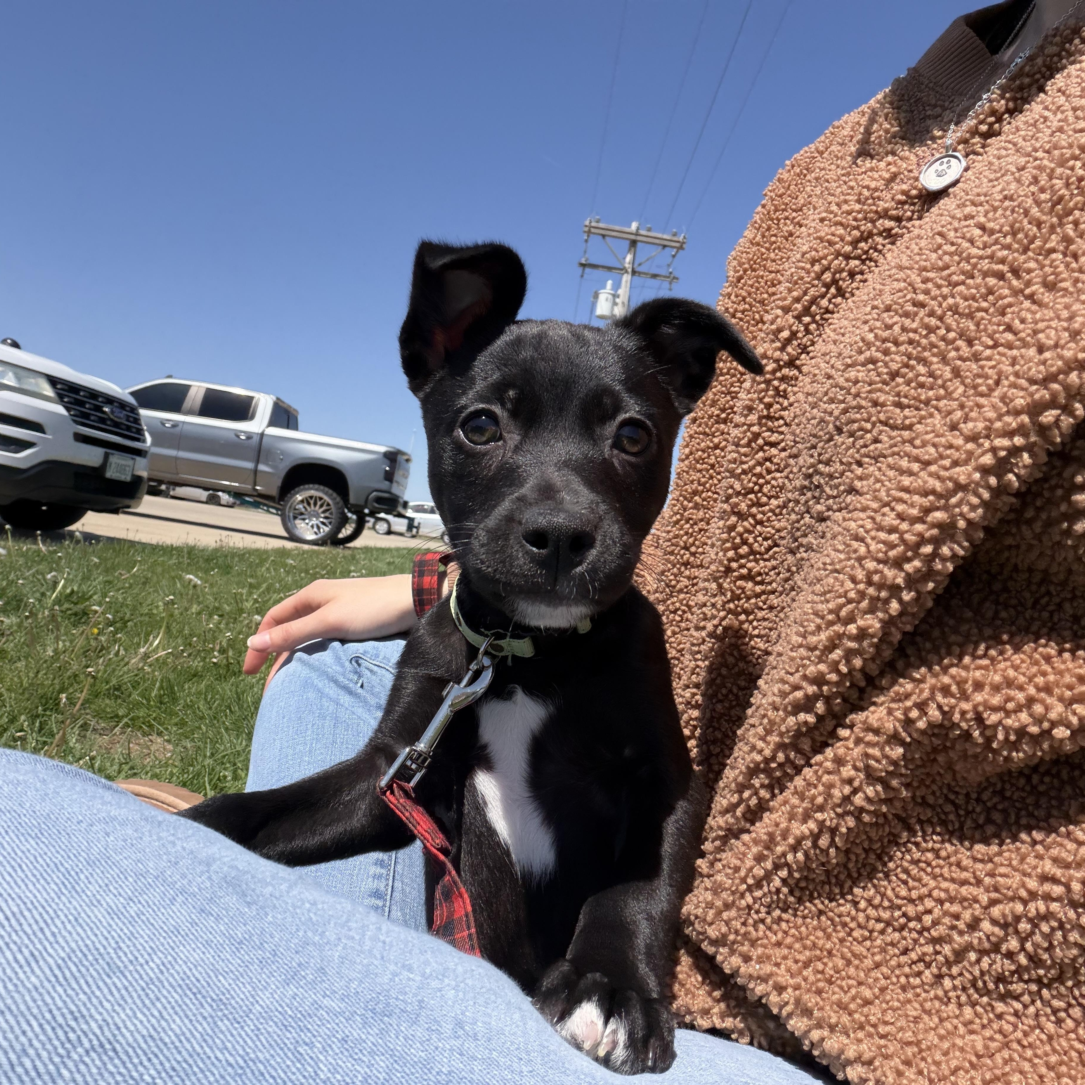 Enlarge April, a ADOPTABLE mixed breed in Clinton, IL image 4/4