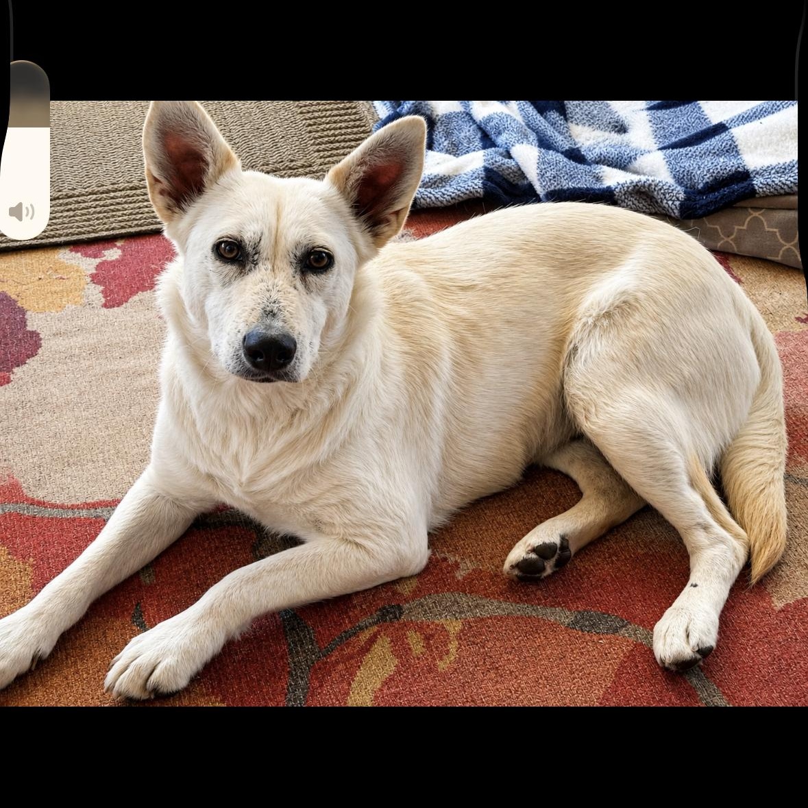 Cloudy, Adoptable, Puppy Female Husky.