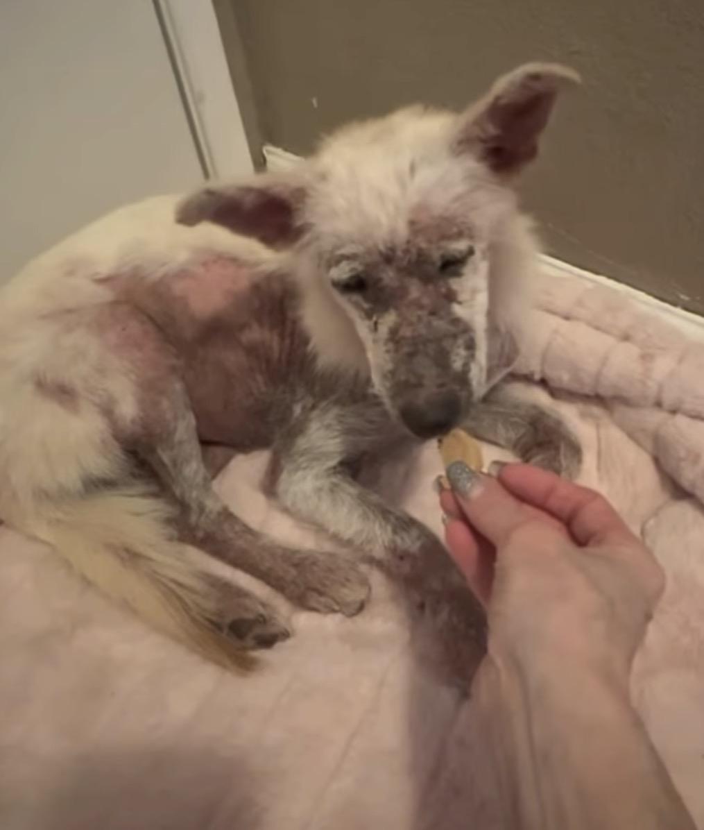 Enlarge Cloudy, a Adoptable mixed breed in Hayward, CA image 4/4