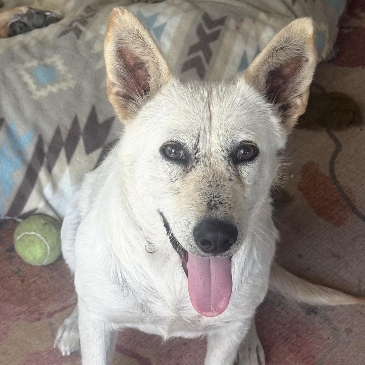 Enlarge Cloudy, a Adoptable mixed breed in Hayward, CA image 2/4