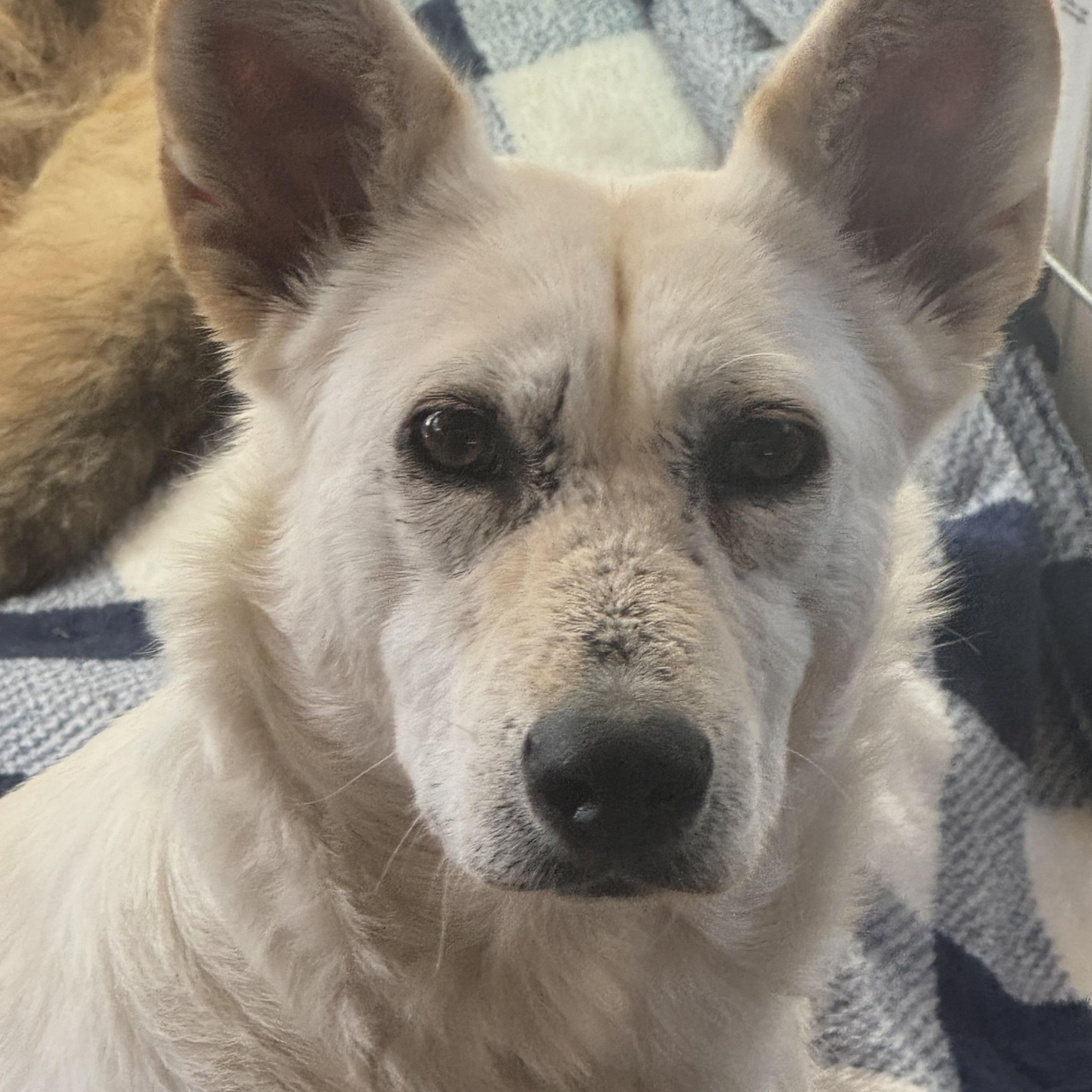 Enlarge Cloudy, a Adoptable mixed breed in Hayward, CA image 3/4