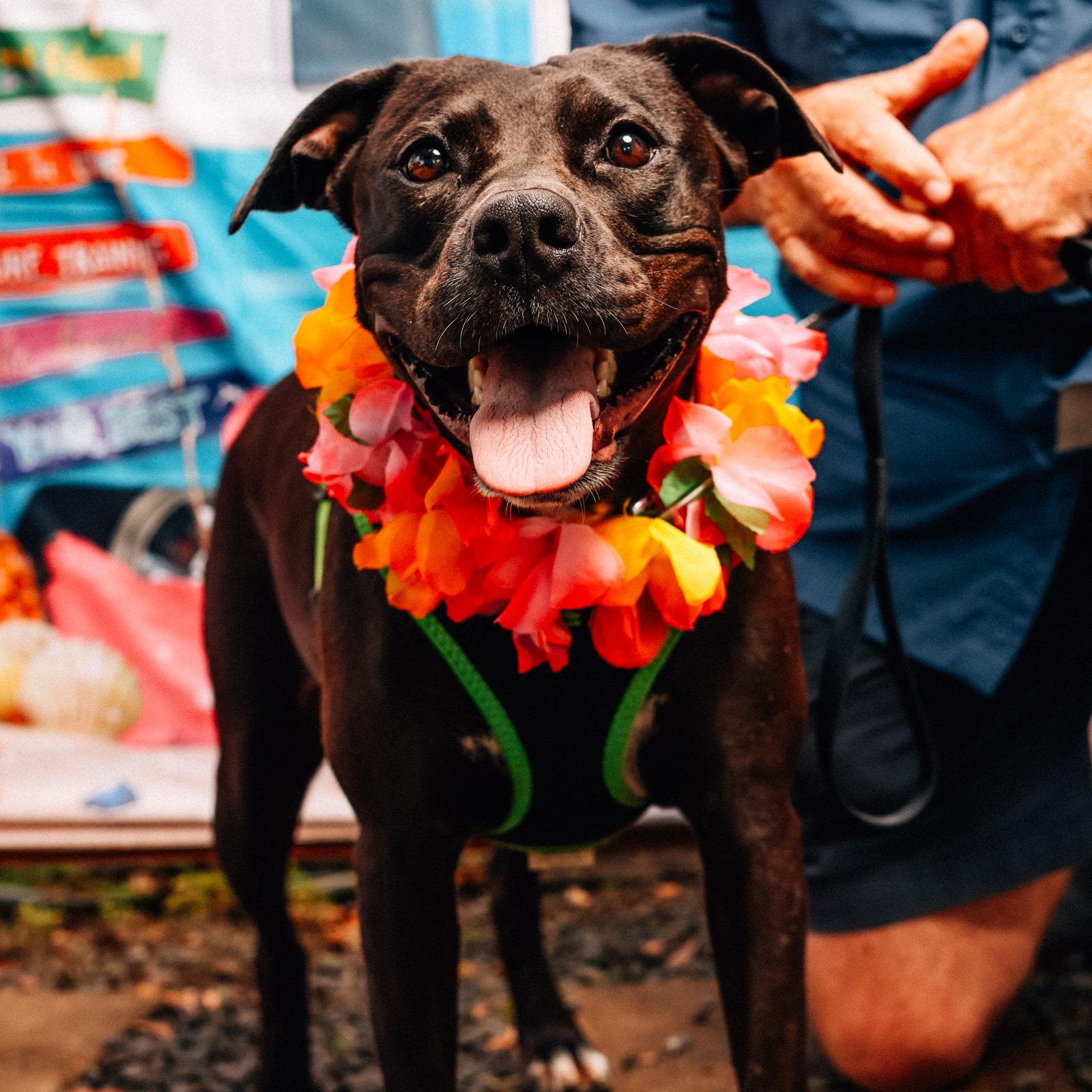 Enlarge Zara, a Adoptable mixed breed in Des Moines, WA image 3/6
