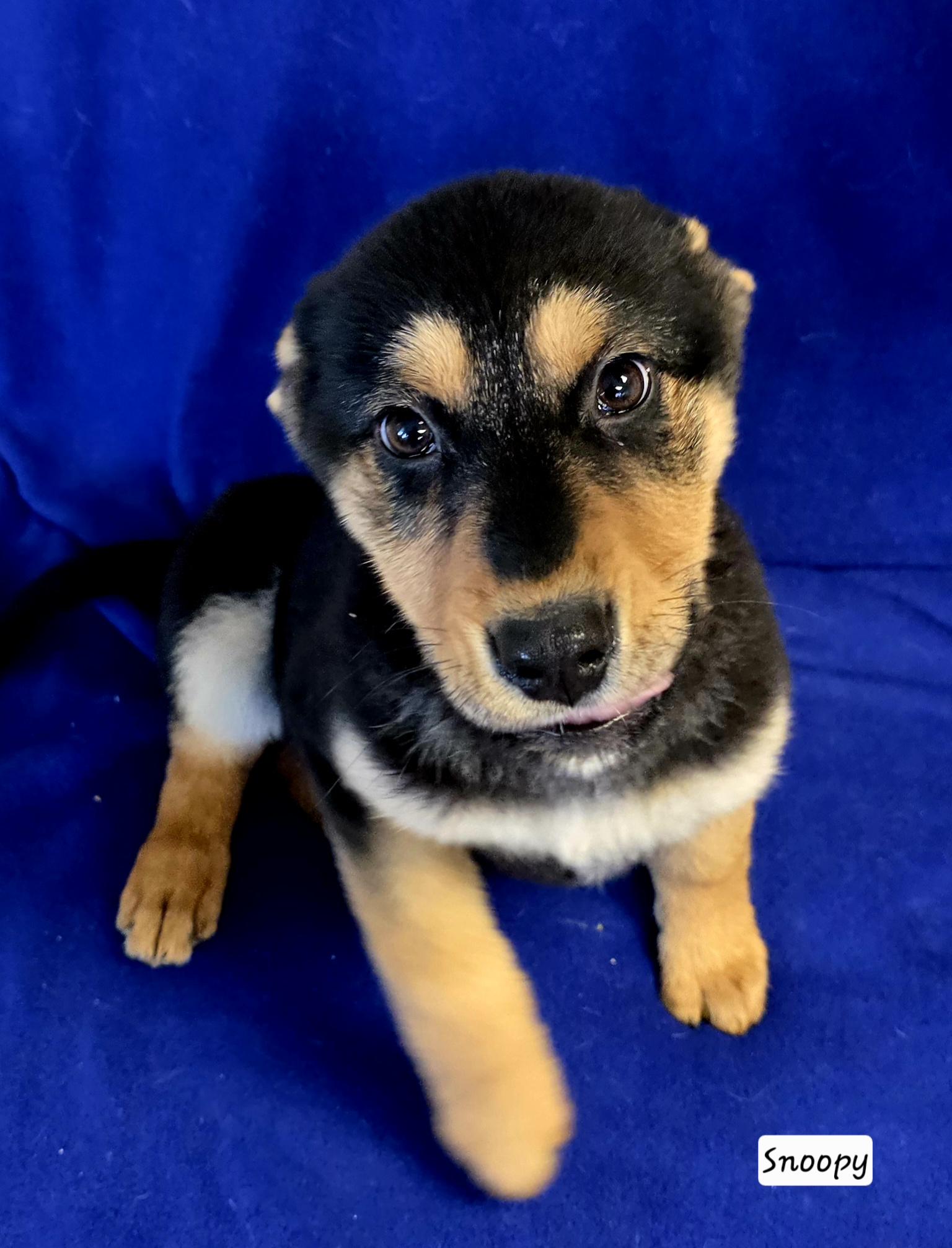 Enlarge Snoopy, a ADOPTABLE mixed breed in Polson, MT image 1/1