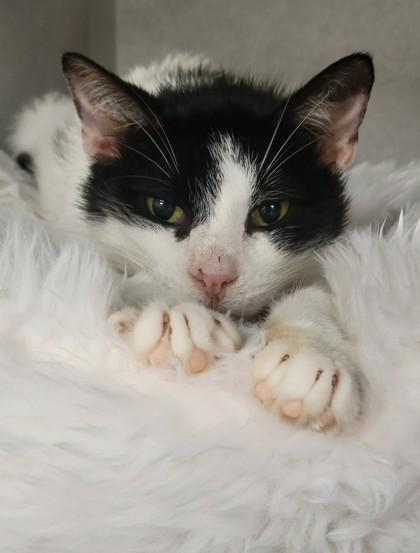 Sunny, Adoptable, Adult Male Domestic Short Hair.