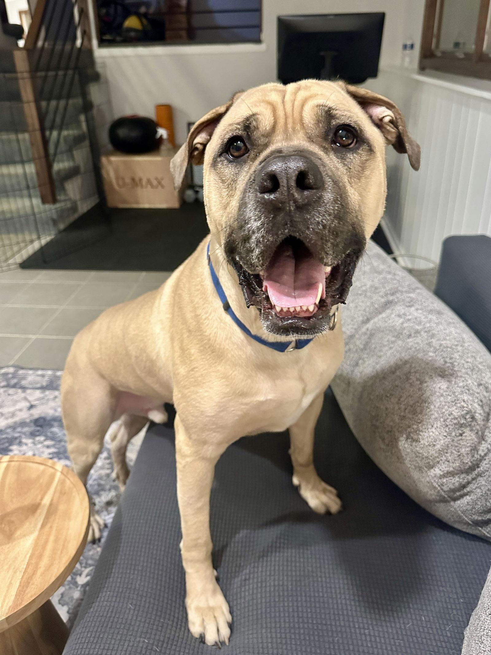 Duke, Adoptable, Adult Male Mastiff.
